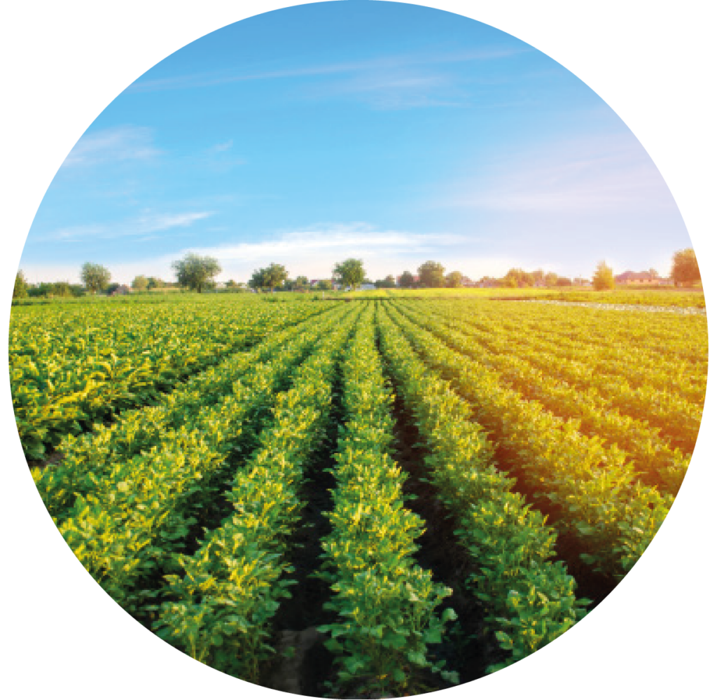 Structure Agroalimentaire